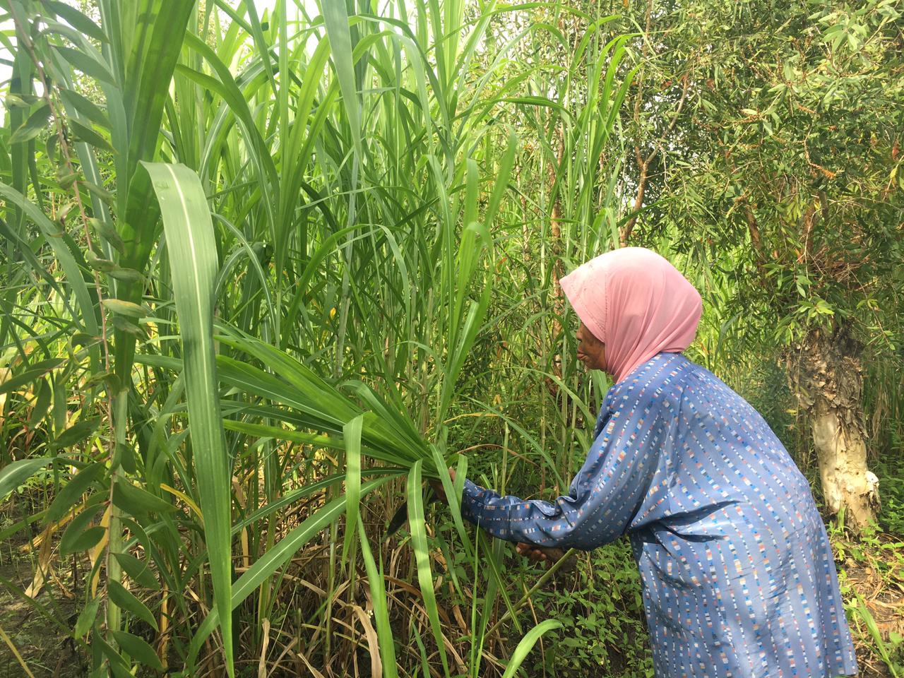Ngarit Pakan di Gunungkidul: Pengabdian untuk Ternak, Alam, dan Kehidupan