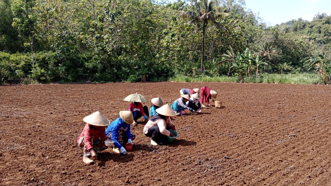 Kelompokan Menabur Benih Padi di Musim Ngawu-awu