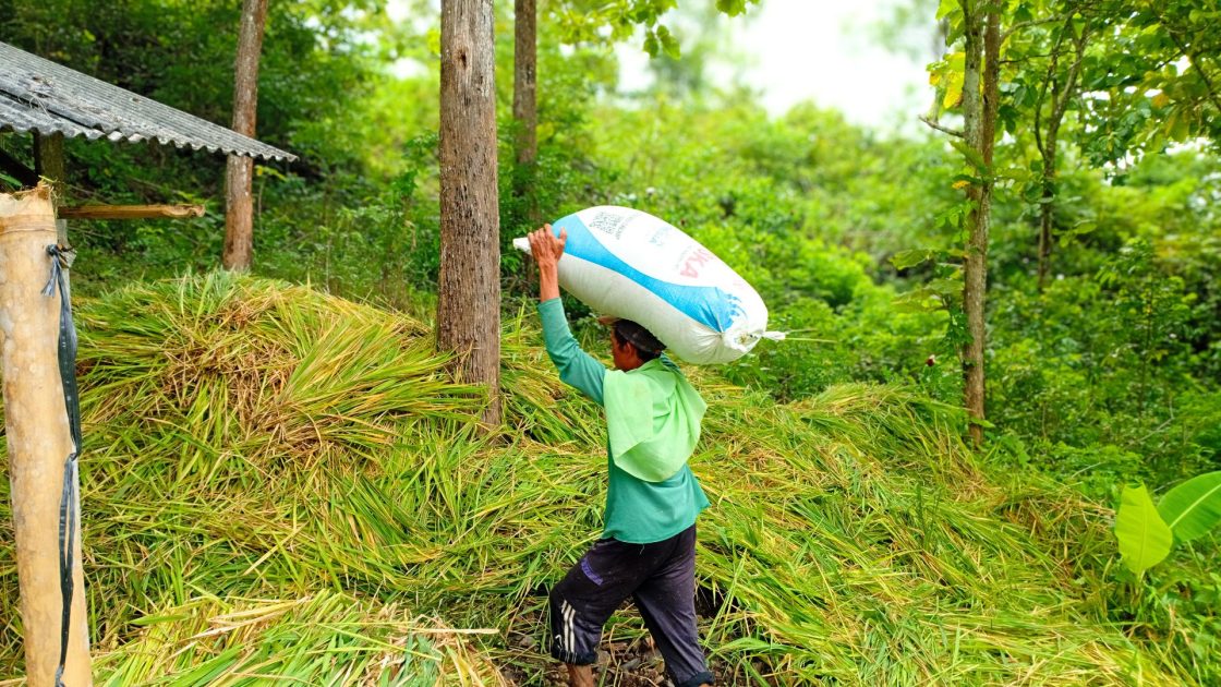 (Bapak nyunggi sekarung gabah dari gubug menuju sepeda motor)